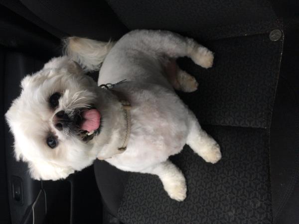 /images/uploads/griffin pond animal shelter/loveyourpet2018/entries/6578thumb.jpg